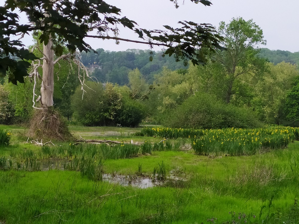 Les Iris jaunes des marais fleurissent dans la Bunelle